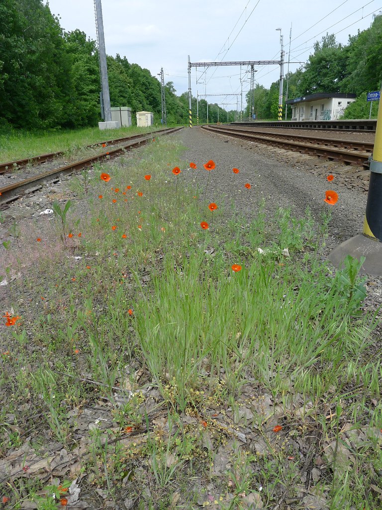 PavlaCzechVisit 182